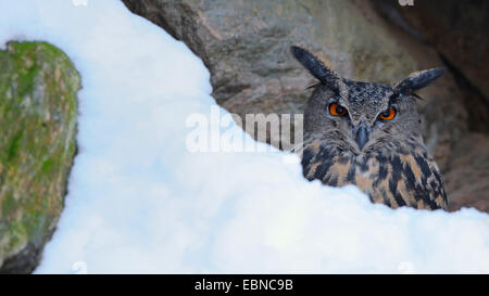 Nord del gufo reale (Bubo bubo), a snowy parete di roccia, in Germania, in Baviera, il Parco Nazionale della Foresta Bavarese Foto Stock