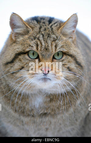 Gatto selvatico europeo, foresta gatto selvatico (Felis silvestris silvestris), femmina nel tardo inverno, in Germania, in Baviera Foto Stock