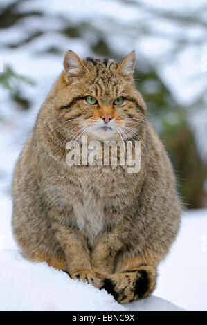 Gatto selvatico europeo, foresta gatto selvatico (Felis silvestris silvestris), femmina nel tardo inverno, in Germania, in Baviera Foto Stock