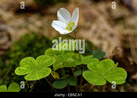 Comune acetosa in legno, legno-sorrel, irlandese shamrock (Oxalis acetosella), fioritura, in Germania, in Renania settentrionale-Vestfalia, Bergisches Land Foto Stock