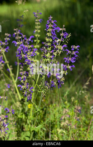 Meadow clary, prato salvia (Salvia pratensis), fioritura, Germania Foto Stock