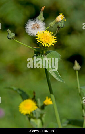 Sharp-frange Sow Thistle, fico d'India Sow Thistle, spinoso Sow Thistle, spinoso-lasciava Sow Thistle, Sharp-frange Sowthistle, fico d'India, Sowthistle Sowthistle spinosa, spinoso-lasciava Sowthistle (Sonchus asper), con fiori e frutta, Germania Foto Stock