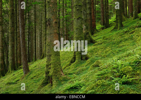 Abete (Picea abies), foreste di abete rosso con denso sotto piani, Regno Unito, Scozia Foto Stock