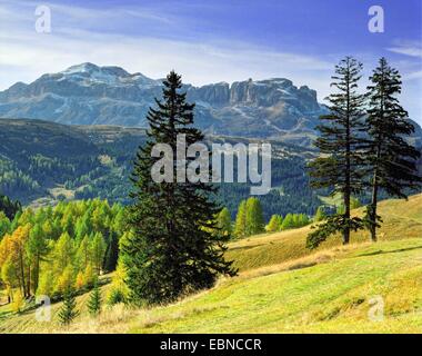 Pascolo alpino e del paesaggio di montagna con i larici in autunno, vista sul gruppo dello Sciliar, Italia, Alto Adige, Dolomiti Foto Stock