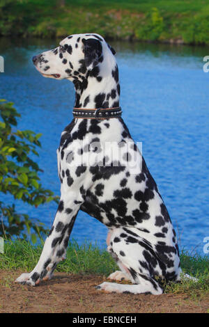 Dalmazia (Canis lupus f. familiaris), Dalmata shore A Foto Stock