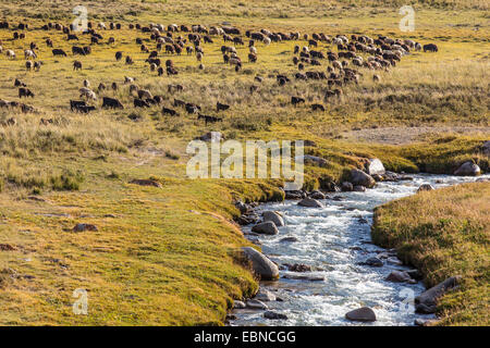 Gregge di pecore e capre grasing vicino a un fiume, Kirghizistan, Kochkor Foto Stock