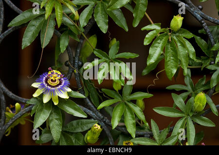 Blu (Passiflora Passiflora caerulea), fioritura Foto Stock