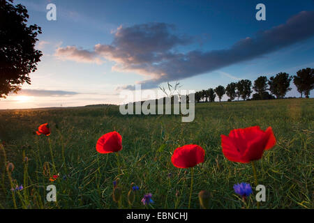 Comune di papavero, mais, papavero rosso papavero (Papaver rhoeas), con fiori di mais al confine di un campo nella luce della sera, Germania, Brandeburgo, Vogtlaendische Schweiz Foto Stock