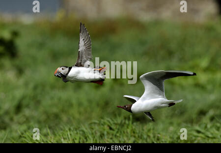 Atlantic puffin, comune puffin (Fratercula arctica), di essere attaccato da black-headed gull, Larus ridibundus, Regno Unito, Inghilterra, Northumberland, farne Islands Foto Stock