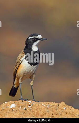 Tappate culbianco (Oenanthe pileata), in piedi su un termite Hill, Sud Africa, Parco Nazionale di Pilanesberg Foto Stock