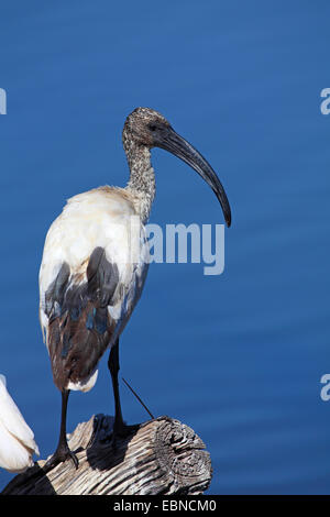 Ibis sacri (Threskiornis aethiopicus), ibis nel piumaggio immaturi in piedi su un albero morto, Sud Africa, Parco Nazionale di Pilanesberg Foto Stock