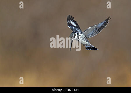 Minor pied kingfisher (Ceryle rudis), maschio sospeso in aria e in cerca di preda , Sud Africa, Parco Nazionale di Pilanesberg Foto Stock