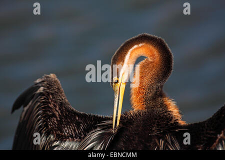 African darter (Anhinga rufa), il grooming piumaggio sulle ali di essiccazione, vista dettagliata, Sud Africa, Parco Nazionale di Pilanesberg Foto Stock