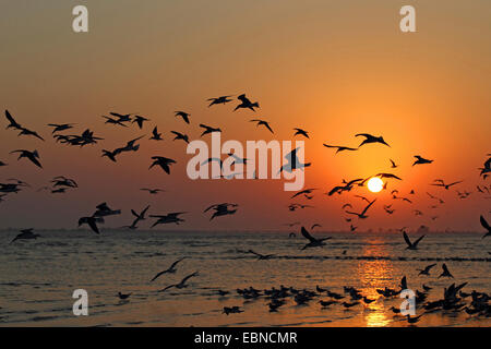 Nero (skimmer Rynchops niger), gregge di nero gli skimmer battenti al tramonto, STATI UNITI D'AMERICA, Florida Foto Stock