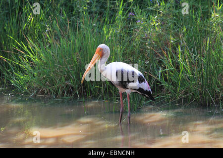 Dipinto di Stork (Mycteria leucocephala, Ibis leucocephalus), in piedi in acqua poco profonda, Sri Lanka, Yala National Park Foto Stock