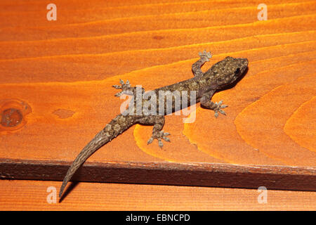 Avvistato House Gecko (Hemidactylus brookii parvimaculata), su un bordo, Sri Lanka Foto Stock