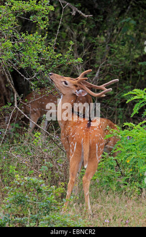 Avvistato cervi asse, cervi, chital (asse asse, Cervus asse), maschio alimentazione, Sri Lanka Foto Stock