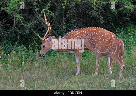 Avvistato cervi asse, cervi, chital (asse asse, Cervus asse), feste di addio al celibato in piedi con un vitello nella parte anteriore delle boccole, Sri Lanka, Yala National Park Foto Stock