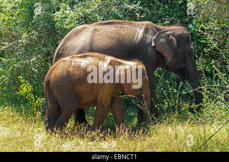 Sri Lanka Elefanti Elefante Asiatico, elefante Asiatico (Elephas maximus, Elephas maximus maximus), mucca elefante┤standinf g con un elefante in vitello di arbusti e di alimentazione, Sri Lanka, Yala National Park Foto Stock