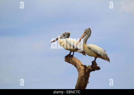 Pellicano grigio (Pelecanus philippensis), due pellicani grigio seduto su deadwood, Sri Lanka Foto Stock