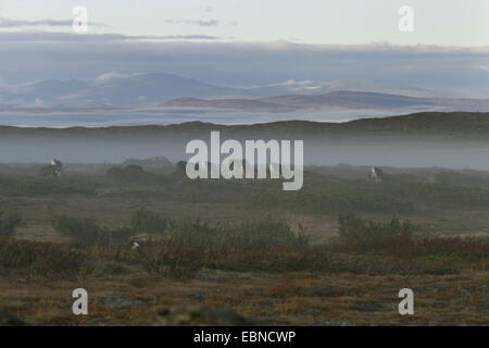 Renne europea, europeo Caribou Coffee Company (Rangifer tarandus tarandus), pascolo di allevamento di renne nella nebbia, Svezia, Flatruet Foto Stock