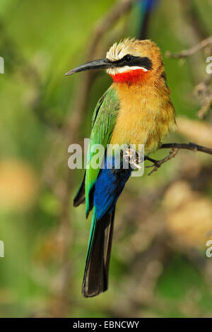 Bianco-fronteggiata bee eater (Merops bullockoides), su un ramoscello, Botswana Chobe National Park Foto Stock