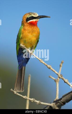 Bianco-fronteggiata bee eater (Merops bullockoides), su un ramoscello, Botswana Chobe National Park Foto Stock