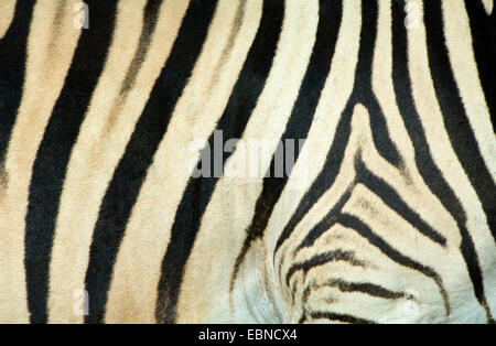 La Burchell zebra, zebra, comune zebra (Equus quagga burchelli, Equus burchelli), modello di pelliccia, Namibia Foto Stock