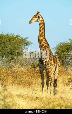 Giraffa angolano, Smoky giraffe (Giraffa camelopardalis angolensis), nella luce della sera, Namibia, Parco Nazionale Etosha Foto Stock