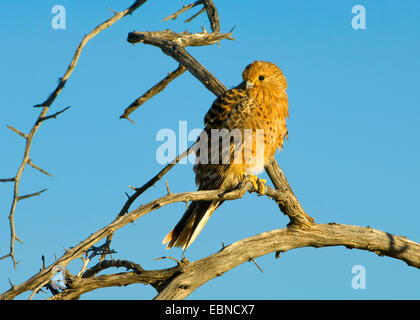 Maggiore il gheppio (Falco rupicoloides), su un ramo nella luce del mattino, Namibia, Parco Nazionale Etosha Foto Stock