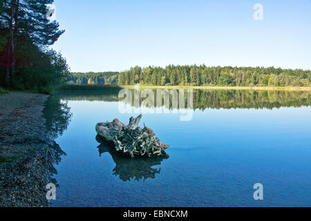 Paesaggio presso il lago di lontra con la vecchia radice in acqua, in Germania, in Baviera, Alta Baviera, Baviera superiore Foto Stock