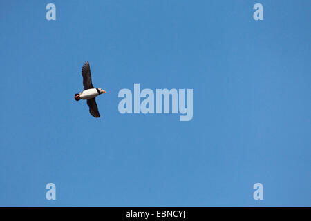 Atlantic puffin, comune puffin (Fratercula arctica), in volo, Regno Unito Inghilterra, Isola di maggio Foto Stock