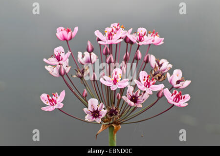 Giunco fiorito, Erba rush (Butomus umbellatus), infiorescenza, Germania, Schleswig-Holstein Foto Stock