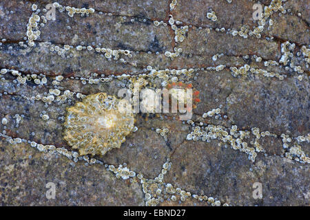 Patelle, vero patelle (Patellidae), patelle su una roccia, Regno Unito, Scozia Foto Stock