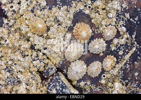 Patelle, vero patelle (Patellidae), patelle su una roccia, Regno Unito, Scozia Foto Stock