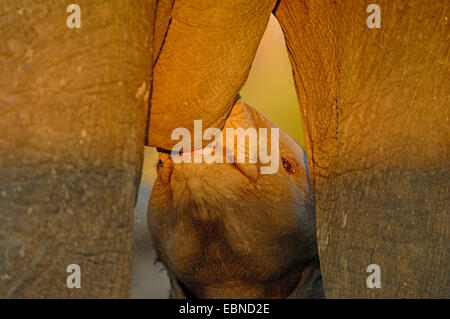 Elefante africano (Loxodonta africana), allattamento baby elephant nella luce della sera, Botswana Chobe National Park Foto Stock