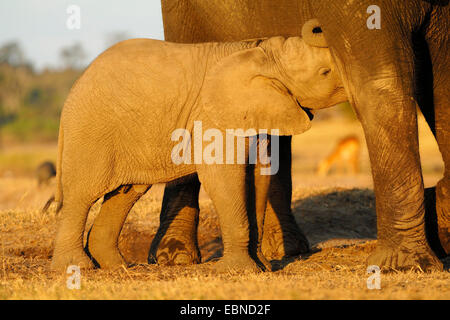 Elefante africano (Loxodonta africana), aspirante baby elephant nella luce della sera, Botswana Chobe National Park Foto Stock