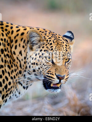 Leopard (Panthera pardus), ululano femmina, Namibia, Parco Nazionale Etosha Foto Stock