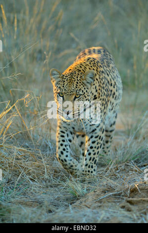 Leopard (Panthera pardus), femmina nella luce della sera, Namibia, Parco Nazionale Etosha Foto Stock