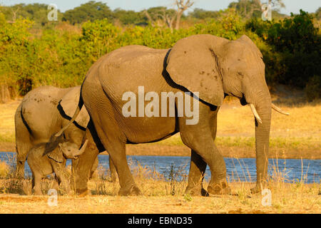Elefante africano (Loxodonta africana), piccolo gruppo con il neonato nella luce della sera, Botswana Chobe National Park Foto Stock