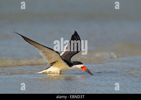 Nero (skimmer Rynchops niger), volare fino in acque poco profonde, STATI UNITI D'AMERICA, Florida Foto Stock