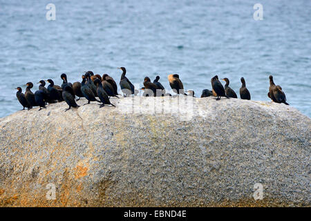 Cape cormorano (Phalacrocorax capensis), Colonia seduto su una roccia al litorale, Sud Africa, Western Cape, Boulders Beach Foto Stock