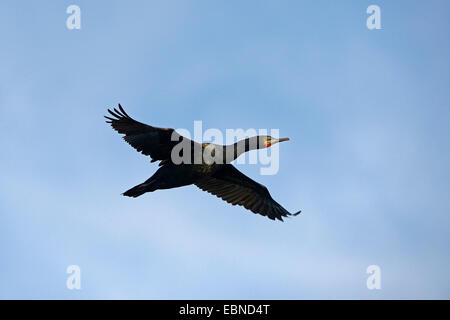 Cape cormorano (Phalacrocorax capensis), in volo, Sud Africa, Western Cape, False Bay Foto Stock