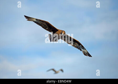 Grande skua (Stercorarius skua, Catharacta skua)), in volo, Sud Africa, Western Cape, False Bay Foto Stock