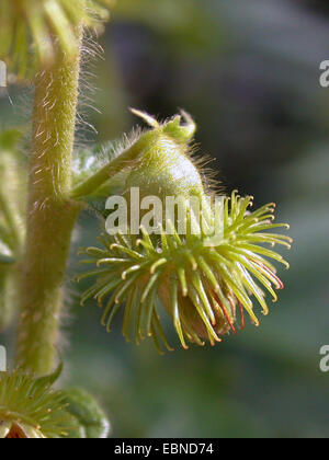 Fragranti agrimony (Agrimonia procera), frutta, Germania Foto Stock