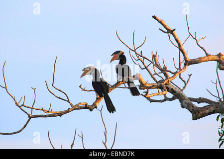 Il malabar pied hornbill (Anthracoceros coronatus), coppia su di un albero, Sri Lanka Foto Stock