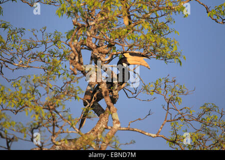 Il malabar pied hornbill (Anthracoceros coronatus), su un ramo su un albero, Sri Lanka, Yala National Park Foto Stock