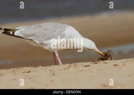 Aringa gabbiano (Larus argentatus), sulla spiaggia con una rana come preda nel becco, Paesi Bassi Foto Stock