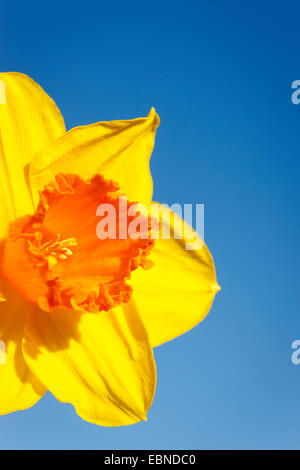 Daffodil contro il cielo blu Foto Stock