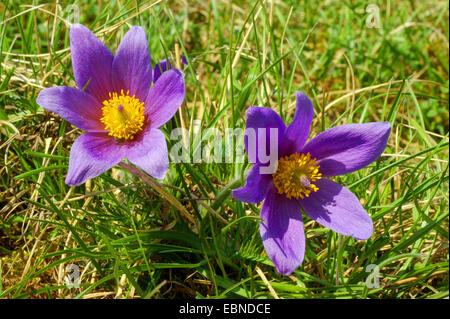 "Pasque flower (Pulsatilla vulgaris), due fiori, in Germania, in Renania Palatinato, Hunsrueck Foto Stock